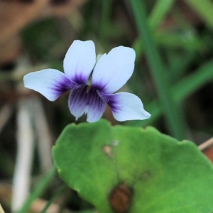 Viola hederacea at Bournda, NSW - 26 Dec 2021 09:16 AM