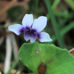 Viola hederacea (Ivy-leaved Violet) at Bournda, NSW - 25 Dec 2021 by KylieWaldon