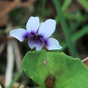 Viola hederacea at Bournda, NSW - 26 Dec 2021
