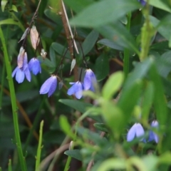 Billardiera sp. at Bournda, NSW - 25 Dec 2021 by KylieWaldon