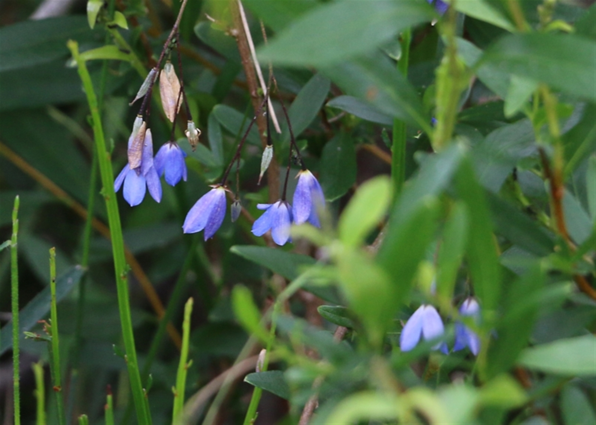 Billardiera (genus) at Bournda, NSW - 26 Dec 2021 09:17 AM