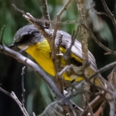 Eopsaltria australis (Eastern Yellow Robin) at Namadgi National Park - 29 Dec 2021 by Kurt