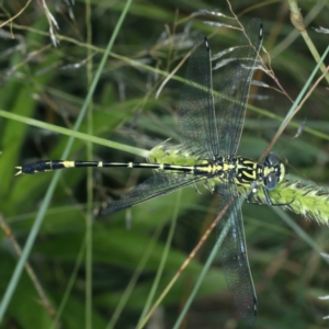 Austrogomphus cornutus at Stromlo, ACT - 28 Dec 2021