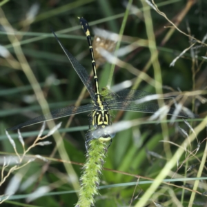 Austrogomphus cornutus at Stromlo, ACT - 28 Dec 2021