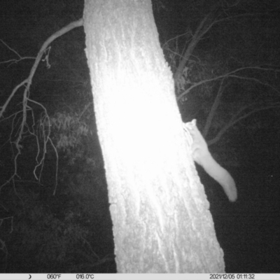 Petaurus norfolcensis (Squirrel Glider) at Monitoring Site 010 - Revegetation - 4 Dec 2021 by ChrisAllen