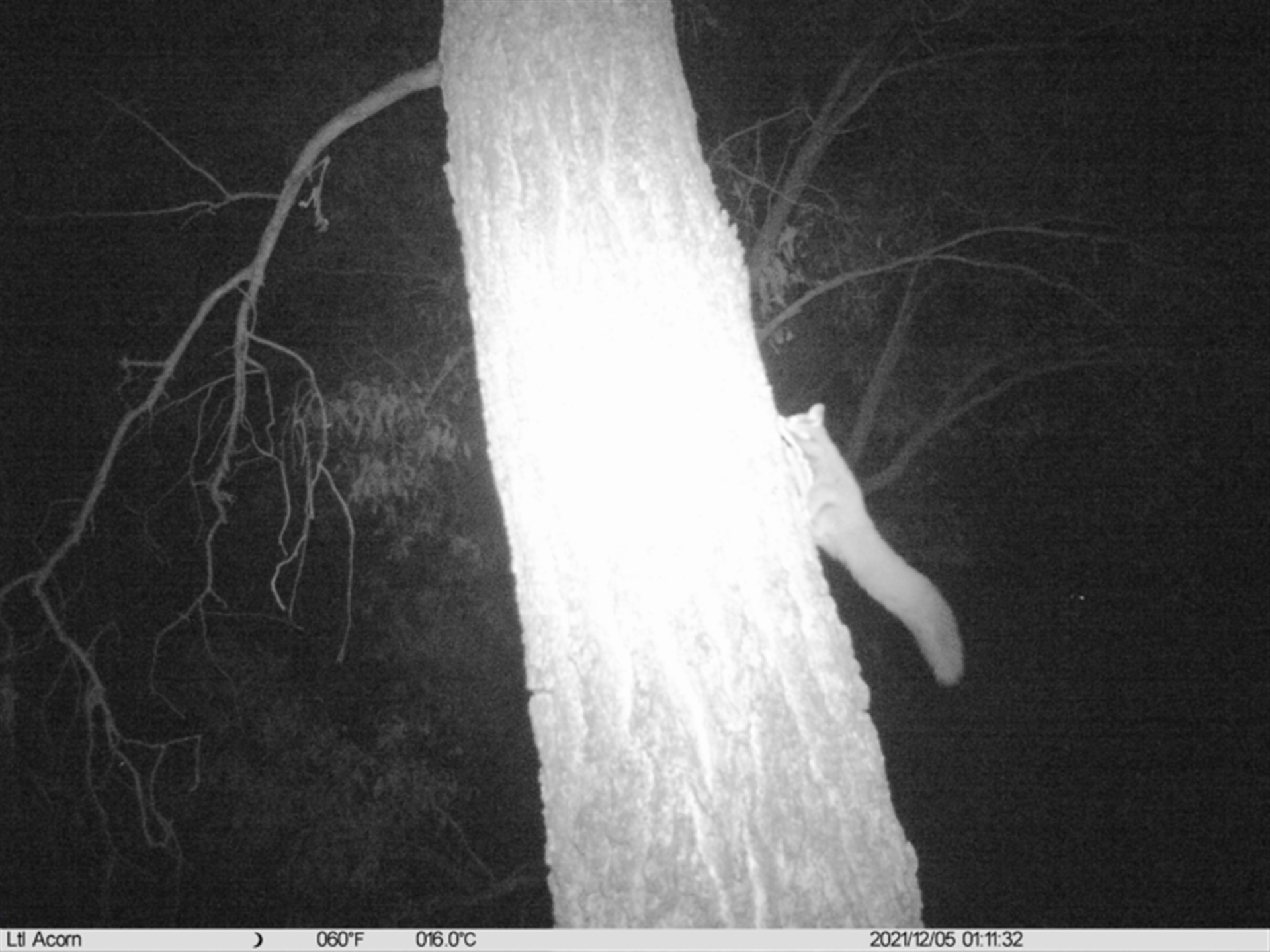 Petaurus norfolcensis at Thurgoona, NSW - 5 Dec 2021 01:11 AM