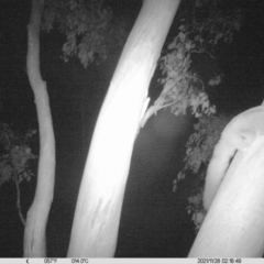 Petaurus norfolcensis (Squirrel Glider) at Thurgoona, NSW - 28 Nov 2021 by ChrisAllen