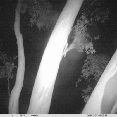 Petaurus norfolcensis (Squirrel Glider) at Albury - 6 Dec 2021 by ChrisAllen