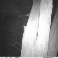 Petaurus norfolcensis (Squirrel Glider) at Albury - 14 Nov 2021 by ChrisAllen