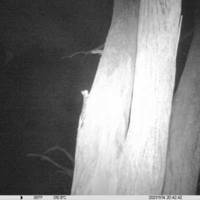 Petaurus norfolcensis (Squirrel Glider) at Monitoring Site 017 - Remnant - 14 Nov 2021 by ChrisAllen
