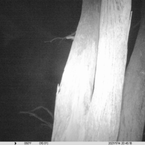 Petaurus norfolcensis at Thurgoona, NSW - 14 Nov 2021 08:45 PM