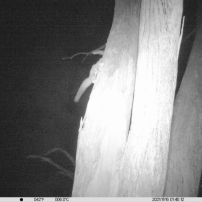 Petaurus norfolcensis (Squirrel Glider) at Monitoring Site 017 - Remnant - 15 Nov 2021 by ChrisAllen