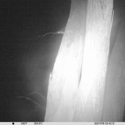 Petaurus norfolcensis (Squirrel Glider) at Monitoring Site 017 - Remnant - 15 Nov 2021 by ChrisAllen