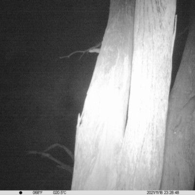 Petaurus norfolcensis (Squirrel Glider) at Monitoring Site 017 - Remnant - 18 Nov 2021 by ChrisAllen