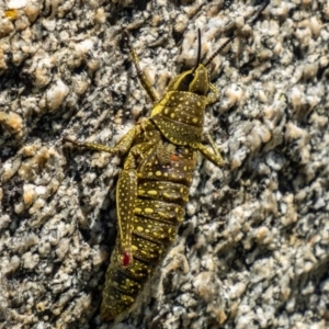 Monistria concinna at Geehi, NSW - 21 Dec 2021