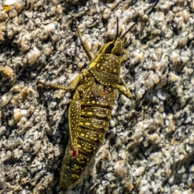 Monistria concinna (Southern Pyrgomorph) at Kosciuszko National Park - 21 Dec 2021 by Philip