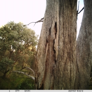 Cracticus torquatus at Thurgoona, NSW - 27 Nov 2021 07:42 PM