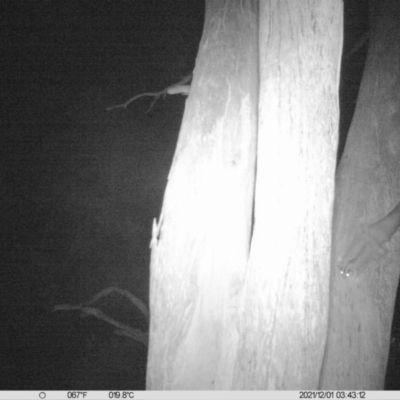 Petaurus norfolcensis (Squirrel Glider) at Monitoring Site 017 - Remnant - 30 Nov 2021 by ChrisAllen