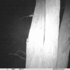 Petaurus norfolcensis (Squirrel Glider) at Charles Sturt University - 1 Dec 2021 by ChrisAllen