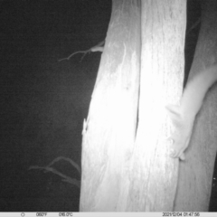 Petaurus norfolcensis (Squirrel Glider) at Charles Sturt University - 3 Dec 2021 by ChrisAllen