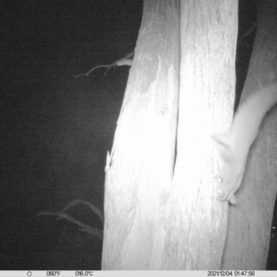 Petaurus norfolcensis (Squirrel Glider) at Charles Sturt University - 3 Dec 2021 by ChrisAllen