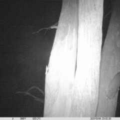 Petaurus norfolcensis (Squirrel Glider) at Charles Sturt University - 5 Dec 2021 by ChrisAllen