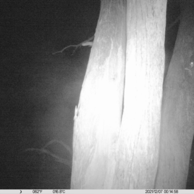 Petaurus norfolcensis (Squirrel Glider) at Charles Sturt University - 6 Dec 2021 by ChrisAllen