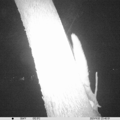 Petaurus norfolcensis (Squirrel Glider) at Monitoring Site 020 - Revegetation - 20 Nov 2021 by ChrisAllen