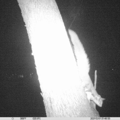 Petaurus norfolcensis (Squirrel Glider) at Monitoring Site 020 - Revegetation - 30 Nov 2021 by ChrisAllen