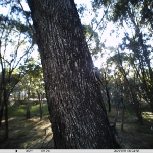 Manorina melanocephala at Thurgoona, NSW - 11 Dec 2021 06:25 AM