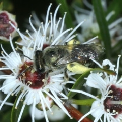 Leioproctus sp. (genus) (Plaster bee) at Stromlo, ACT - 28 Dec 2021 by jbromilow50