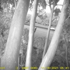 Inconclusive sighting (Inconclusive sighting) at Thurgoona, NSW - 17 Nov 2021 by ChrisAllen