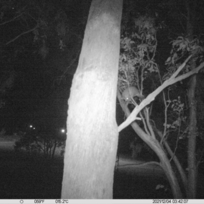 Trichosurus vulpecula (Common Brushtail Possum) at Monitoring Site 022 - Road - 3 Dec 2021 by ChrisAllen