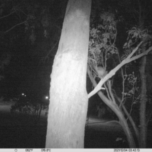 Trichosurus vulpecula at Thurgoona, NSW - 4 Dec 2021