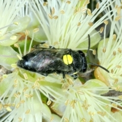 Amphylaeus (Agogenohylaeus) nubilosellus at Stromlo, ACT - 28 Dec 2021 by jb2602