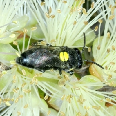 Amphylaeus (Agogenohylaeus) nubilosellus at Uriarra Recreation Reserve - 28 Dec 2021 by jbromilow50