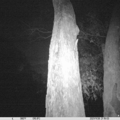 Petaurus norfolcensis (Squirrel Glider) at Corry's Wood - 26 Nov 2021 by ChrisAllen