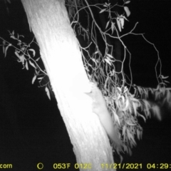 Petaurus norfolcensis (Squirrel Glider) at Corry's Wood - 20 Nov 2021 by ChrisAllen