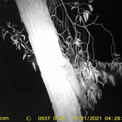 Petaurus norfolcensis (Squirrel Glider) at Corry's Wood - 21 Nov 2021 by ChrisAllen