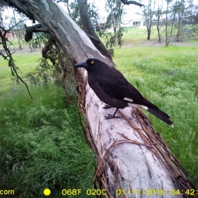 Strepera graculina (Pied Currawong) at Monitoring Site 032 - Remnant - 10 Jan 2016 by ChrisAllen