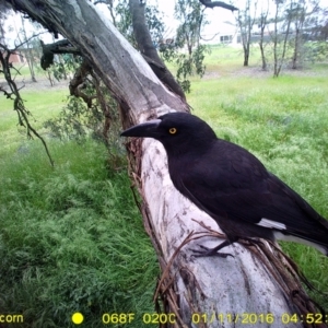 Strepera graculina at Thurgoona, NSW - 11 Jan 2016 04:53 AM