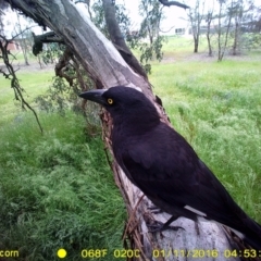 Strepera graculina at Thurgoona, NSW - 11 Jan 2016 04:53 AM