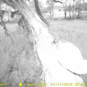 Anas superciliosa at Thurgoona, NSW - 11 Jan 2016