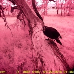 Strepera graculina (Pied Currawong) at Monitoring Site 032 - Remnant - 21 Jan 2016 by ChrisAllen