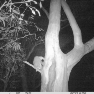 Trichosurus vulpecula at Table Top, NSW - 10 Oct 2021