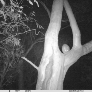 Trichosurus vulpecula at Table Top, NSW - 15 Oct 2021 08:11 PM