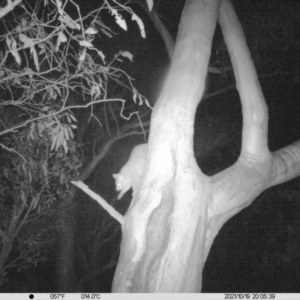 Trichosurus vulpecula at Table Top, NSW - 19 Oct 2021 08:05 PM