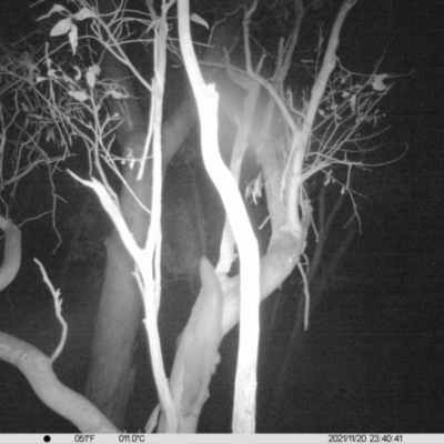 Petaurus norfolcensis (Squirrel Glider) at Charles Sturt University - 20 Nov 2021 by ChrisAllen