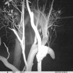 Petaurus norfolcensis (Squirrel Glider) at Thurgoona, NSW - 23 Nov 2021 by ChrisAllen