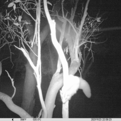 Petaurus norfolcensis (Squirrel Glider) at Albury - 23 Nov 2021 by ChrisAllen